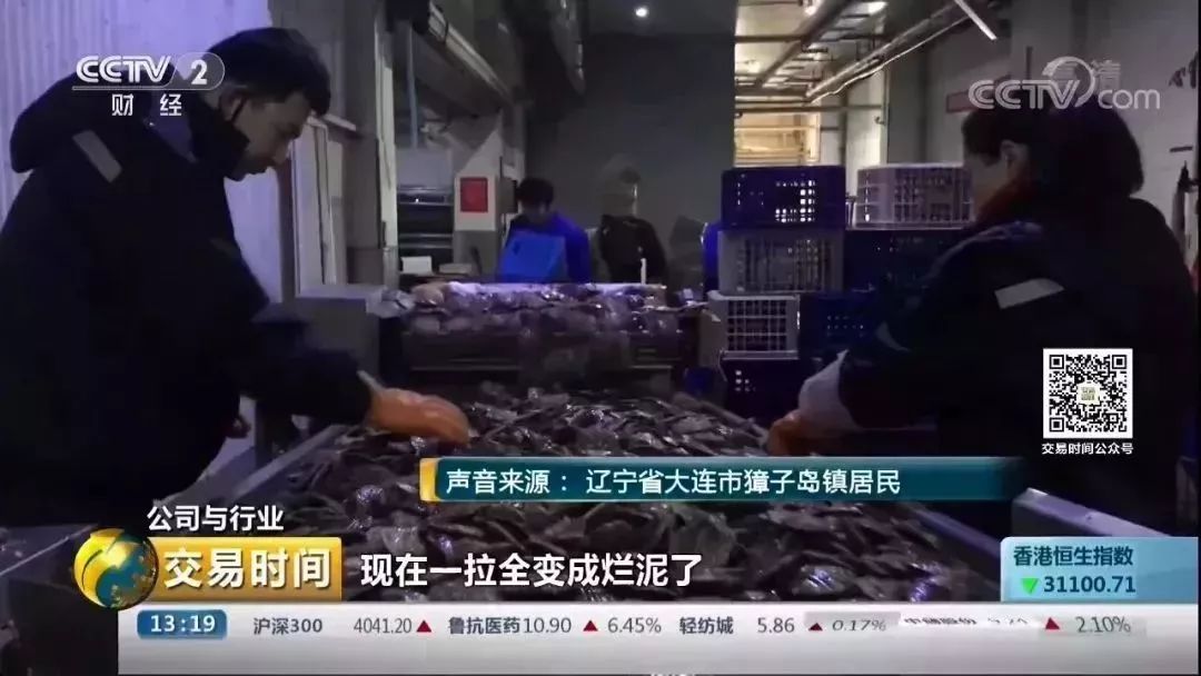 央视调查獐子岛-扇贝的死亡原因和时间点果然有蹊跷