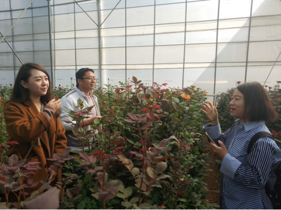 花卉推广中心试验站专家到艾瑰缤生物公司进行指导