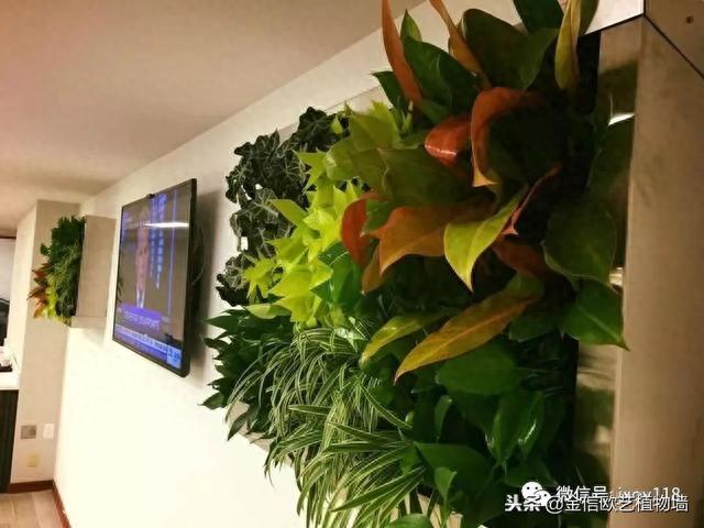 植物墙多少钱一平米？哪些因素影响植物墙价格