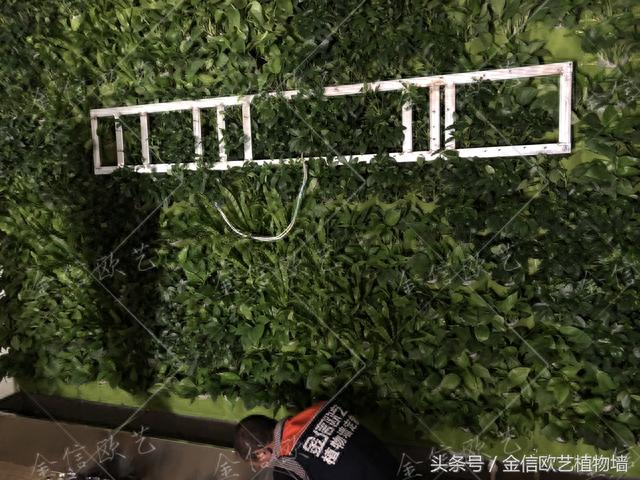 logo植物墙 完工