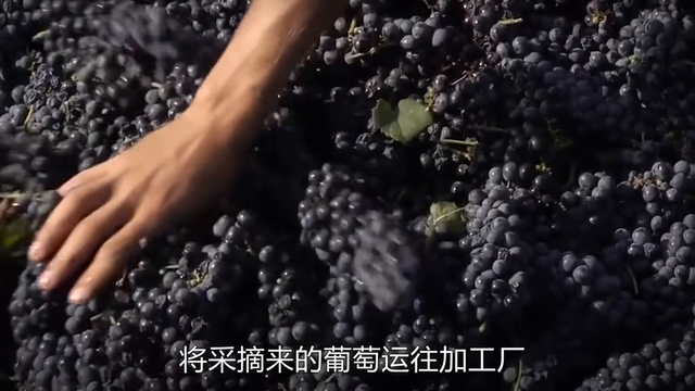 你知道葡萄酒是怎么酿造的吗？ 学习是人生最好的投资